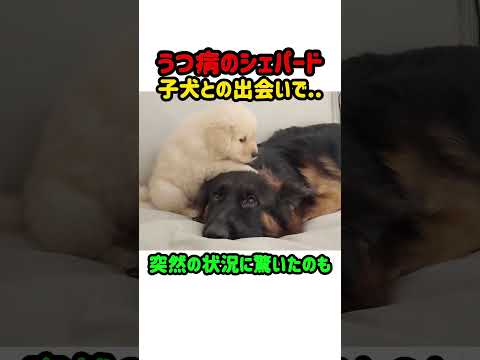 うつ病のシェパードが子犬と出会い失われた笑顔を取り戻す感動の物語 #犬 #シェパード #ゴールデンレトリバー #子犬 #癒し #感動 #動物 #ペット #友情 #犬のいる生活 thumbnail