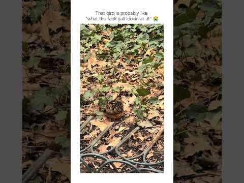Are those bird protection people on the right in the beginning ? thumbnail