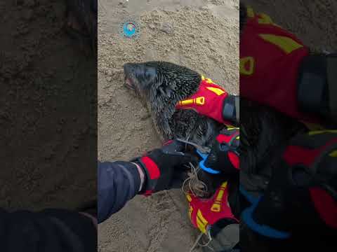Stained With Blood: Seal Rescue #shorts thumbnail