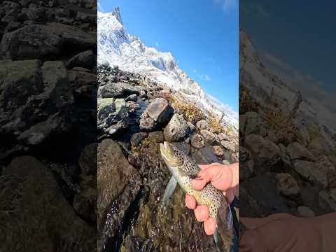 Dağların Zirvesinde Buzul Gölde Alabalığın Yolculuğu🐟 the journey of the trout at the mountain peak thumbnail