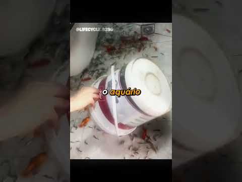 É assim que ela limpa o aquário thumbnail