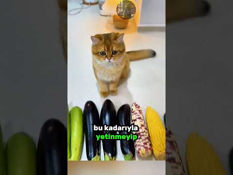 Sevimli KEDİLERİN Tatlı ve Minik Ayakkabıları! ? ? ? thumbnail