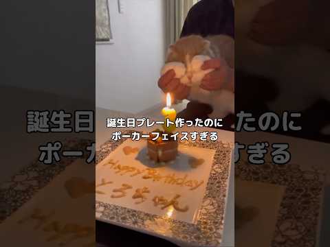 愛猫の誕生日のお祝いをしたらびっくりするくらいポーカーフェイスだった🐱 #スコティッシュフォールド #誕生日 #shorts thumbnail