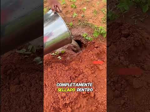 El animal salió del agujero en el campo thumbnail