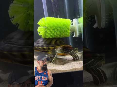 (Credit: @theaquaticrealm ) #turtle #aquatic #aquarium #lifehack #clean thumbnail