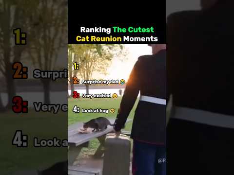 Ranking The Cutest Cat Reunion Moments #cat thumbnail