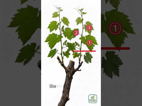 Grapevine Pruning Techniques thumbnail