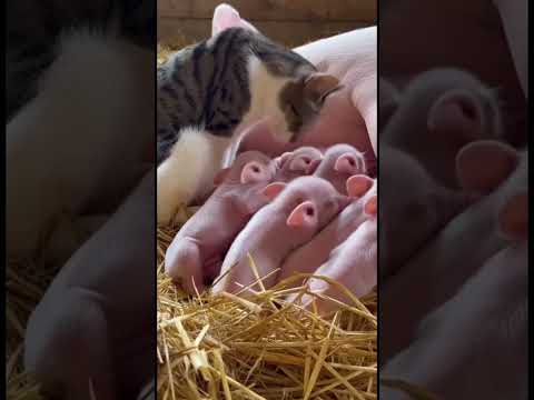 Kindness 🐾 Cat's Gentle Bond with Piglets #kindness #animalbond #shorts thumbnail