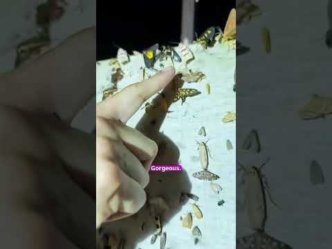 Moth INVASION… Thousands Covered EVERYTHING thumbnail
