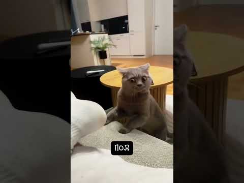 3 причины пакостей котов 😼 thumbnail