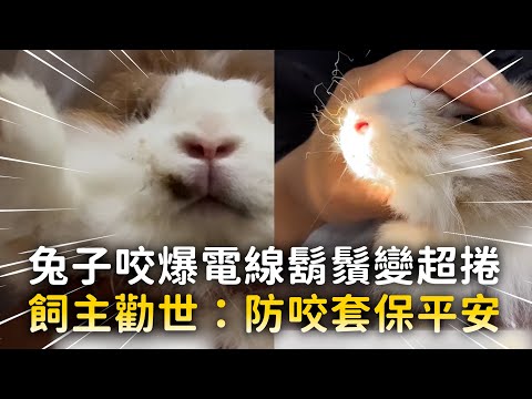兔子咬爆電線鬍鬚變超捲　飼主勸世：防咬套保平安｜#寵物雲 thumbnail