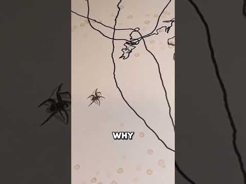 Spider Accidentally Created A Valuable Artwork thumbnail