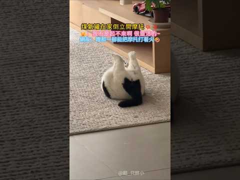 煤氣罐在家倒立開摩托?❗ ?：我不是起不來~我很靈活的? 網友：蹬那一下能把摩托車打著火? #cat #cute #funny #funnyshorts #cutecate thumbnail