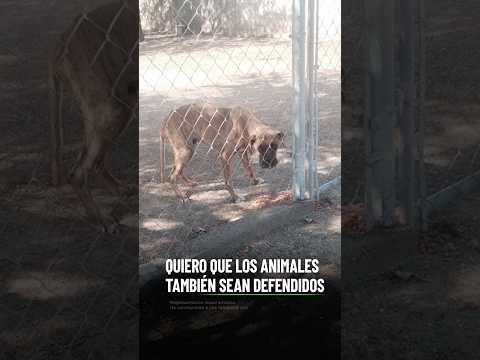 Quiero que los animales también sean defendidos. thumbnail