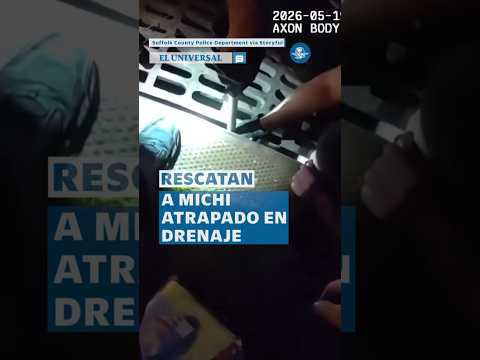 Policías rescatan a gatito atrapado en coladera thumbnail