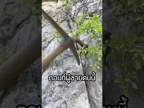 เปลี่ยนต้นไม้บนหินให้มีมูลค่า thumbnail