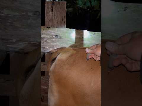 Suntikan antibiotik LA pada dere bali gangguan pernapasan #shorts #sapi #sapibalisuper thumbnail