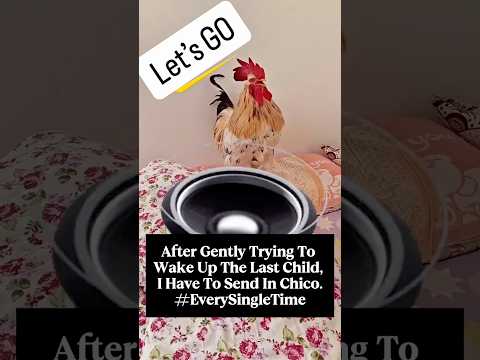 Who needs an alarm clock when you own a rooster?🤣😂💀 thumbnail