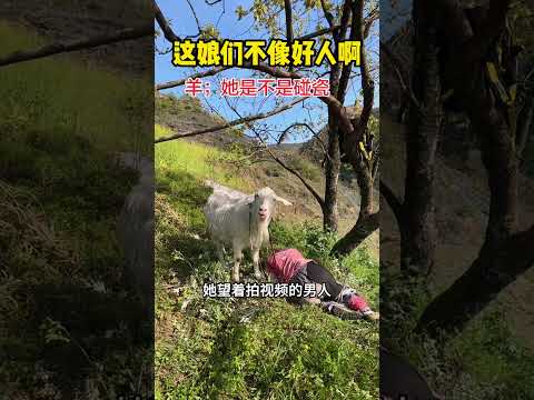 这娘们不像好人啊，羊：她是不是在碰瓷！ #感人壹幕 #搞笑 #影視解説 #movie #大熱門 #科普 #filmoramobile  #影视聚焦 #精彩影视 #精彩影视 thumbnail