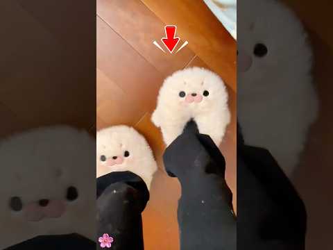 รองเท้าแตะตุ๊กตาที่แฟนหนุ่มให้มา thumbnail