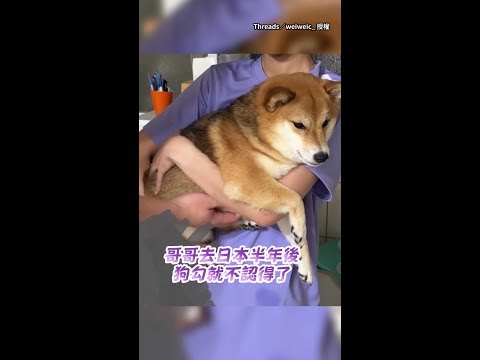 【你已經是陌生人了】哥哥去日本半年！回家見柴犬露牙咆哮：不准碰偶 #Shorts thumbnail