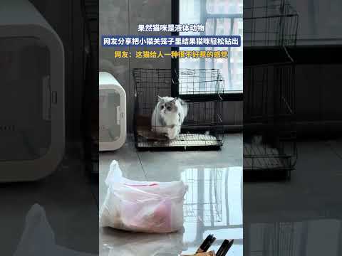 果然猫咪是液体动物，网友分享把小猫关笼子里结果猫咪轻松钻出 thumbnail