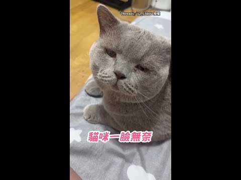 【不管管嗎QQ】灰貓被小貓咪玩尾巴！一臉無奈看奴才XD #Shorts thumbnail