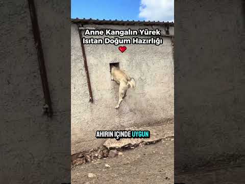 Anne Kangalın Yürek Isıtan Doğum Hazırlığı ❤ thumbnail