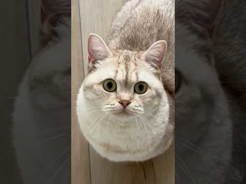 “Shouldn’t have done that” #cats #funnycats #catlovers #catsofyoutube thumbnail