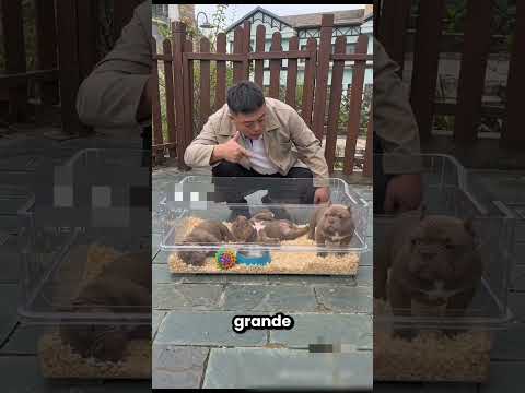 El Perrito Finalmente Se Hizo El Muerto 😲😂 thumbnail