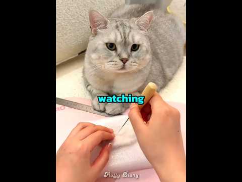 This cat started losing his fur ??? thumbnail