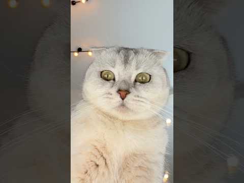 🥲 #cat #cats thumbnail