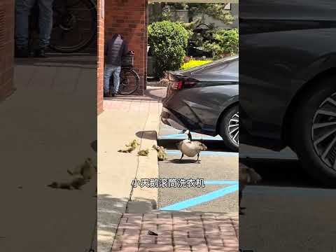 別亂大家穩住札好馬步！ #搞笑配音 #搞笑 #funny thumbnail
