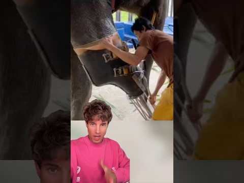 El elefante perdió su pata thumbnail