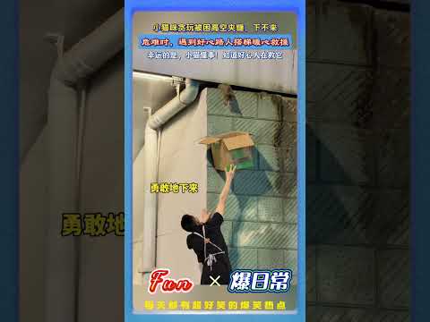 贪玩小猫被困高空夹缝下不来！?遇到暖心路人合力营救！小猫咪也很懂事，知道在救它，虽说害怕，但还是积极配合！# 暖心瞬间 #猫咪救援 #万物皆有灵 #治愈画面 #人间温暖 #萌宠日常 thumbnail