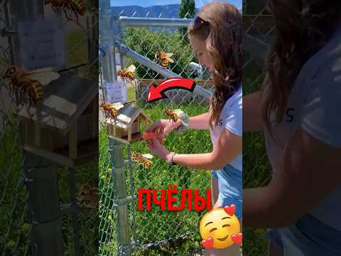 🐝 Коробка с пчёлами которую хотят все! #пчелы #домикдляпчел #природа thumbnail