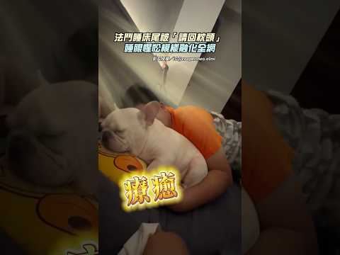法鬥睡床尾被「請回枕頭」 睡眼惺忪模樣融化全網 @Truemii #法鬥 #陪睡 #萌寵 thumbnail