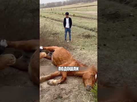 Мужики увидели странную лошадь у ДОРОГИ😱🐎🛣 thumbnail