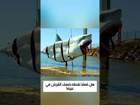 هل فعلا نقطه ضعف القرش في عينه! thumbnail