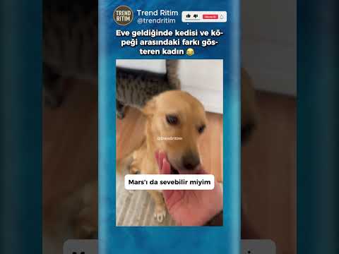 Eve Gelen Kadına Köpeğin Ve Kedinin Verdiği Tepkiler 😂🤣 thumbnail