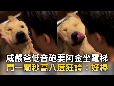 威嚴爸低音砲要阿金坐電梯　門一關秒高八度狂誇：好棒 ｜#寵物雲 thumbnail