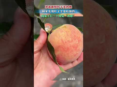 衝著新鮮葉子買的桃，回家發現葉子全是後插的，商家主打一個視覺「誘惑」。 thumbnail