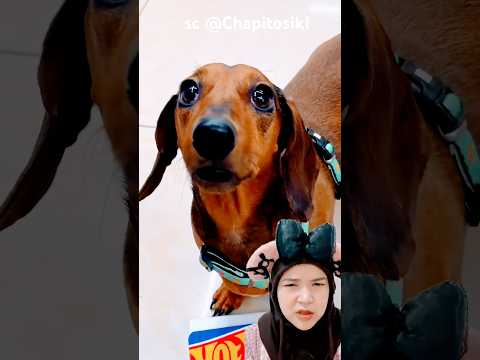 mau mobilan‼️Chapitosiki thumbnail