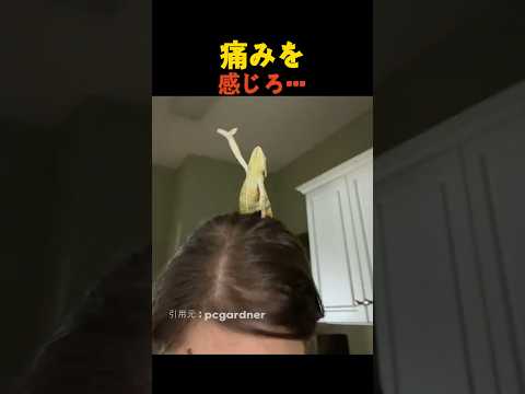 痛みを感じろ… thumbnail