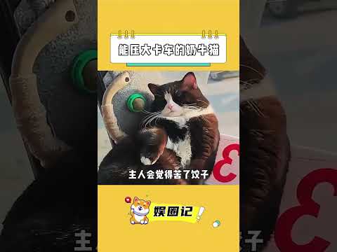 生活在被宠着的环境下的猫，真的一眼就能看出来 #奶牛猫 #饺子 #陪伴 #老铁娱乐观察站 #老铁娱乐观察站 thumbnail