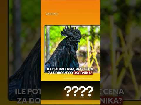 ILE KOSZTUJE KURCZAK LAMBORGHINI? thumbnail