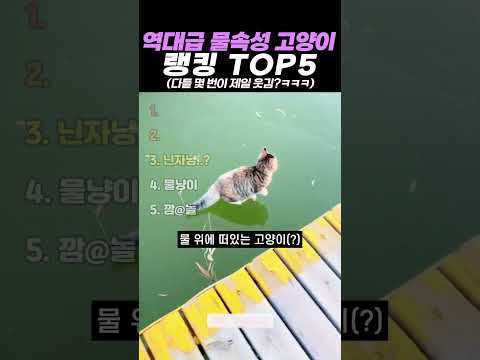 역대급 물속성 고양이 랭킹 TOP5 thumbnail