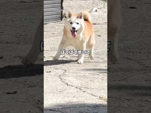16歳の柴犬さん、飼い主さんを見つけると…｜PECO thumbnail