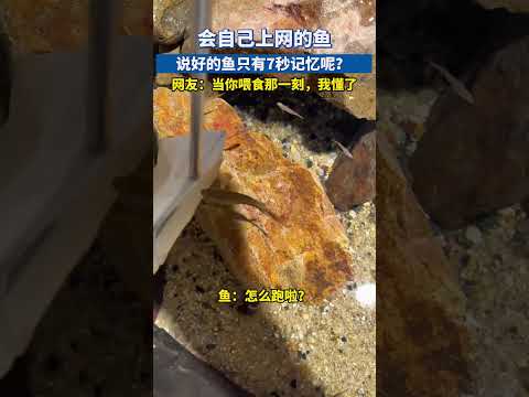 会自己上网的鱼，说好的鱼只有7秒记忆呢？#金鱼 #养鱼日记 #萌宠成精了 #萌宠出道计划 thumbnail