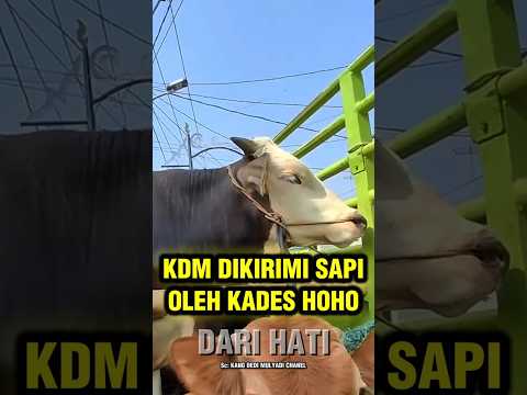 KADES HOHO KIRIMI 25 EKOR SAPI UNTUK KANG DEDI thumbnail